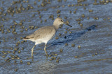 Chevalier semipalmé --- _E5H1605 --- Willet