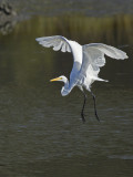 Grande Aigrette - _E5H2193 - Great Egret