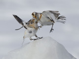 Bruant des neiges - _E5H5936 - Snow Bunting