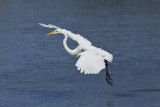 Grande Aigrette --- _E5H2211 --- Great Egret