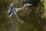 Grand Héron --- _E5H2490 --- Great Blue Heron