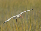 Ibis blanc - _E5H1532 - White Ibis
