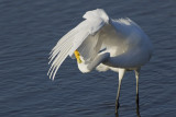 Grande Aigrette --- _E5H3561 --- Great Egret