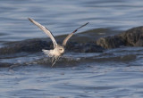 Pluvier argenté - 0V3A1289 - Black-bellied Plover