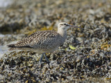 Courlis corlieu - _E5H8811 - Whimbrel