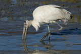 Tantale dAmrique --- _E5H1416 --- Wood Stork