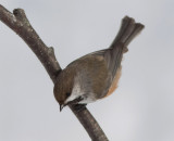 Mésange à tête brune - 0V3A1812 - Boreal Chickadee