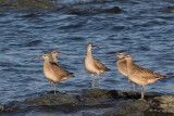 Courlis corlieu --- 0V3A1394 --- Whimbrel