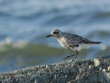 Pluvier argent - _E5H7515 - Black-bellied Plover