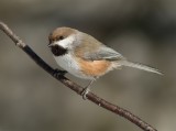 Mésange à tête brune - _E5H6480 - Boreal Chickadee
