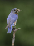 Merlebleu de lEst -- Eastern Bluebird -- 172_7203