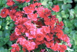 Moms Rock Garden Phlox