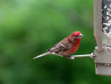 House Finch