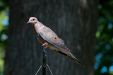 Mourning Dove