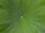 Lotus leaf large.jpg