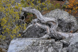 Gnarled Limb in Color