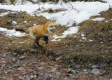 Red Fox on the Run
