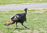 Turkey Struttin