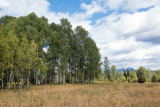 North Fork Meadow