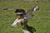 Duncan - Red Tailed Hawk