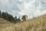 Big Horn Sheep