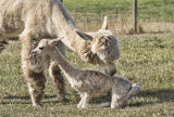 Baby Alpacas Are Called Cria - Black Wolf Farm