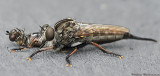 Robber Fly