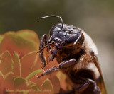 Bumble Bee