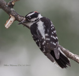 Downy Woodpecker (male)