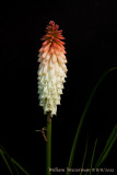 Red Hot Poker