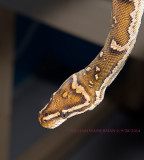 Angolan Python 