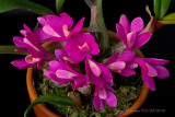 Dendrobium laevifolium