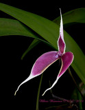 Bulbophyllum masdevalliaceum