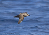 Kermadec Petrel (Pterodroma neglecta)