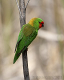 Little Lorikeet (Parvipsitta pusilla)