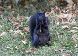 Eastern Gray Squirrel (Sciurus carolinensis)