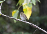 Savannah Sparrow (Passerculus sandwichensis)