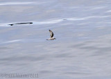 Fork-tailed Storm Petrel (Oceanodroma furcata)