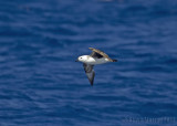 Kermadec Petrel (Pterodroma neglecta)