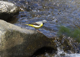 Grey Wagtail (Motacilla cinerea)