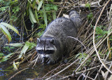 Raccoons (Procyonidae)