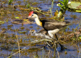 Comb-crested Jacana (Irediparra gallinacea)