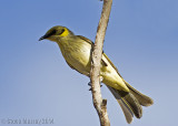 Grey-fronted Honeyeater (Ptilotula plumulus planasi)