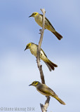Grey-fronted Honeyeater (Ptilotula plumulus planasi)