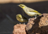Grey-fronted Honeyeater (Ptilotula plumulus planasi)