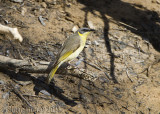 Grey-headed Honeyeater (Ptilotula keartlandi)