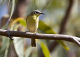 Grey-headed Honeyeater (Ptilotula keartlandi)