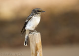 Hooded Robin (Melanodryas cucullata picata)