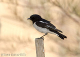 Hooded Robin (Melanodryas cucullata picata)