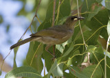 White-gaped Honeyeater (Stomiopera unicolor)